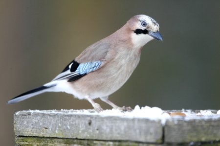 Smiling Jay