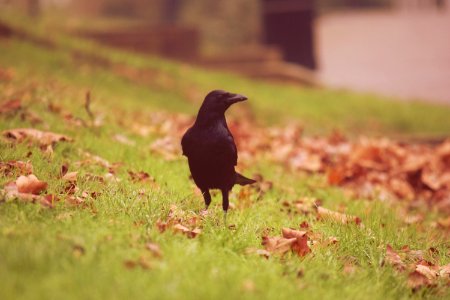 Carrion crow photo