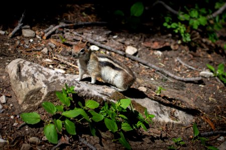 Golden-Mantled Ground Squirrel photo