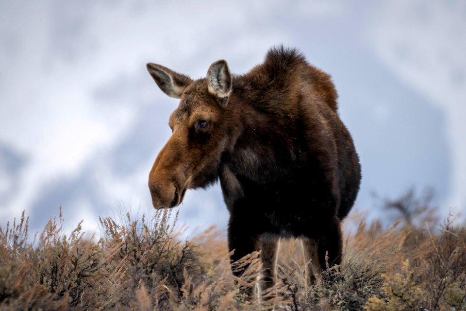 Moose Cow