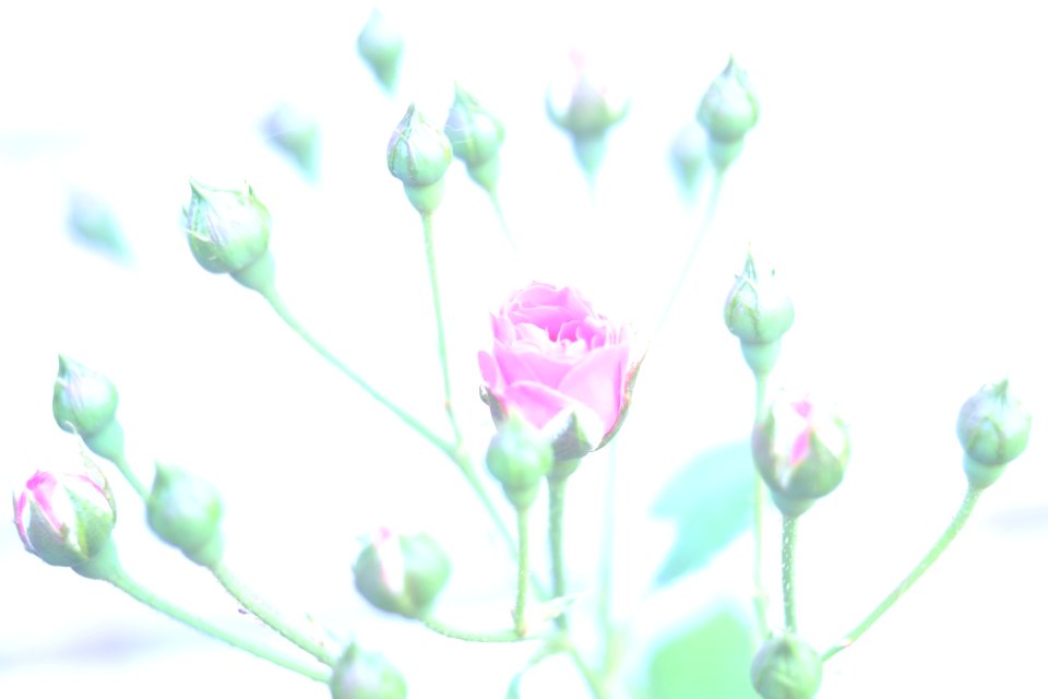 DSCF5264