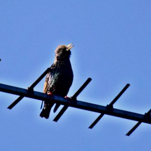 Starling calling on an arial