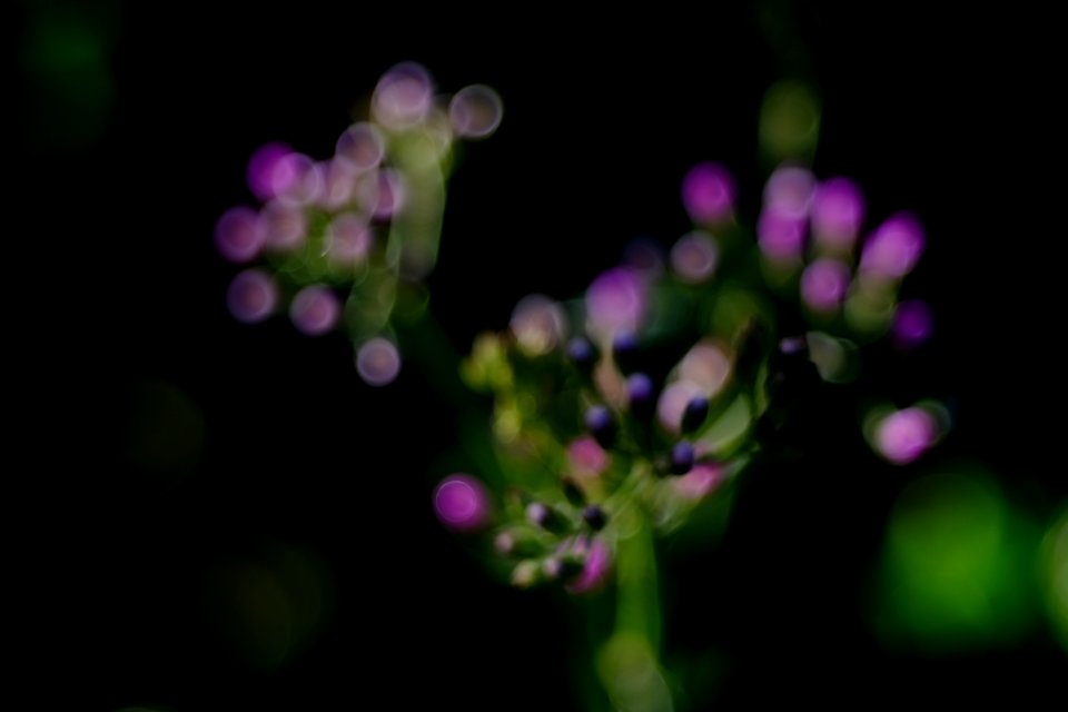 野草　２