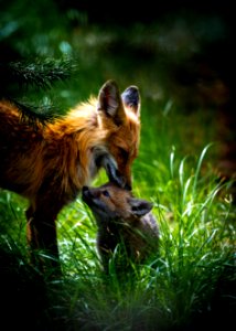 Red Fox and Kit photo