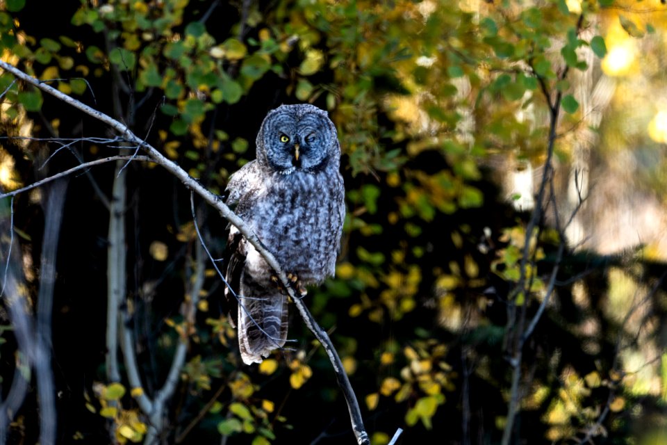 Great Gray Owl Winking