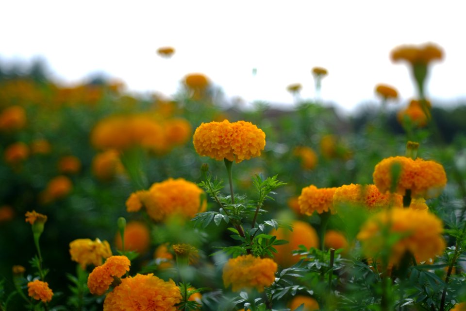 DSCF2617