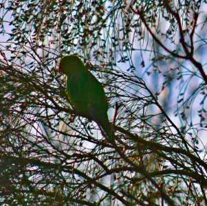 Parrot giant in wintery London