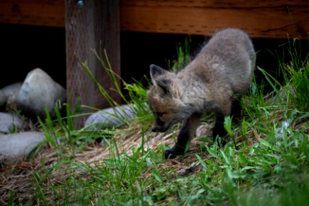 Red Fox Kit
