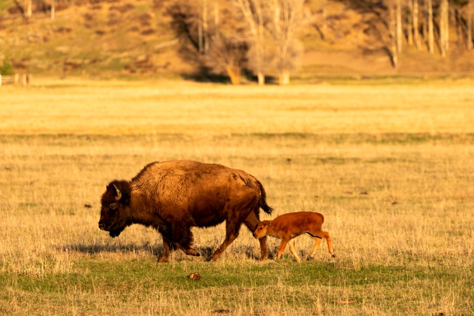 Bison cow and calf