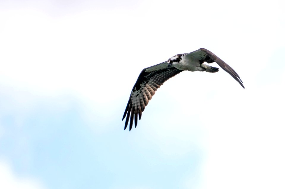 Osprey