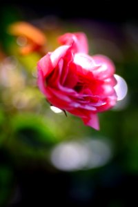 DSCF1641