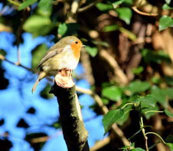 Robin on a tree