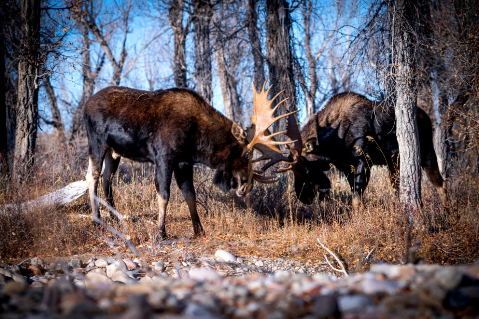 Bull moose sparring