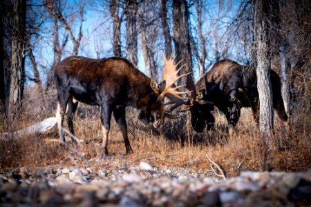 Bull moose sparring
