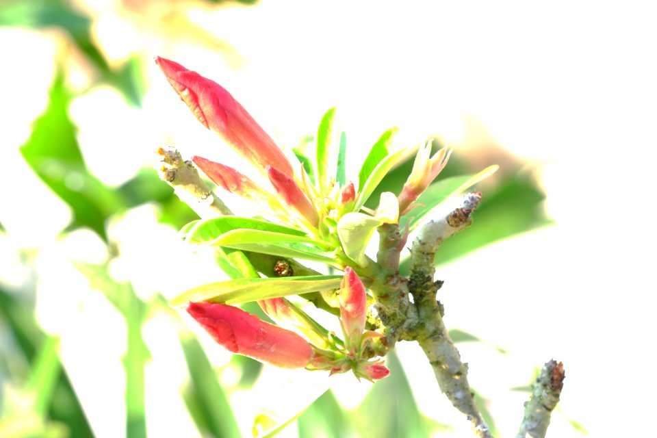 DSCF3460