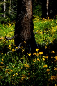 Wildflowers in Granite Canyon