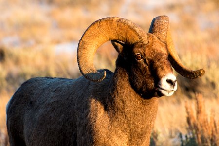 Bighorn Ram photo