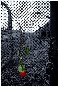 2016-11 Auschwitz- 03-20161111 photo