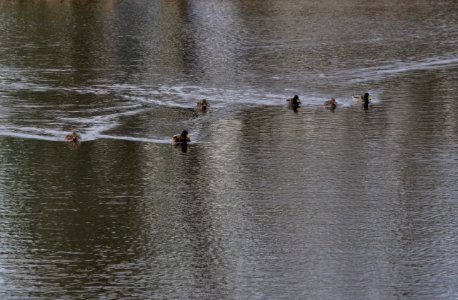 P1000459-Serious and Speedy Ducks photo