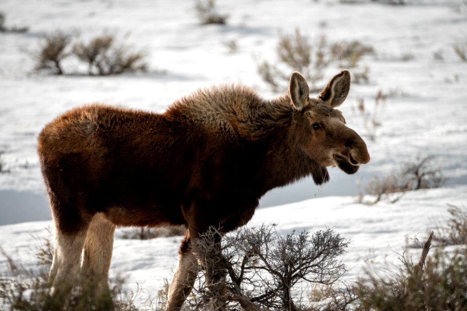 Moose Calf