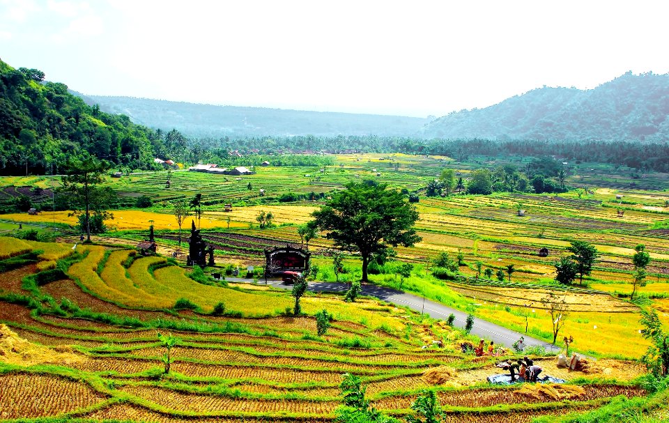Paddy fields, Bali, Indonesia