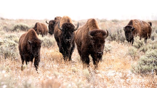 Bison in the sage and snow