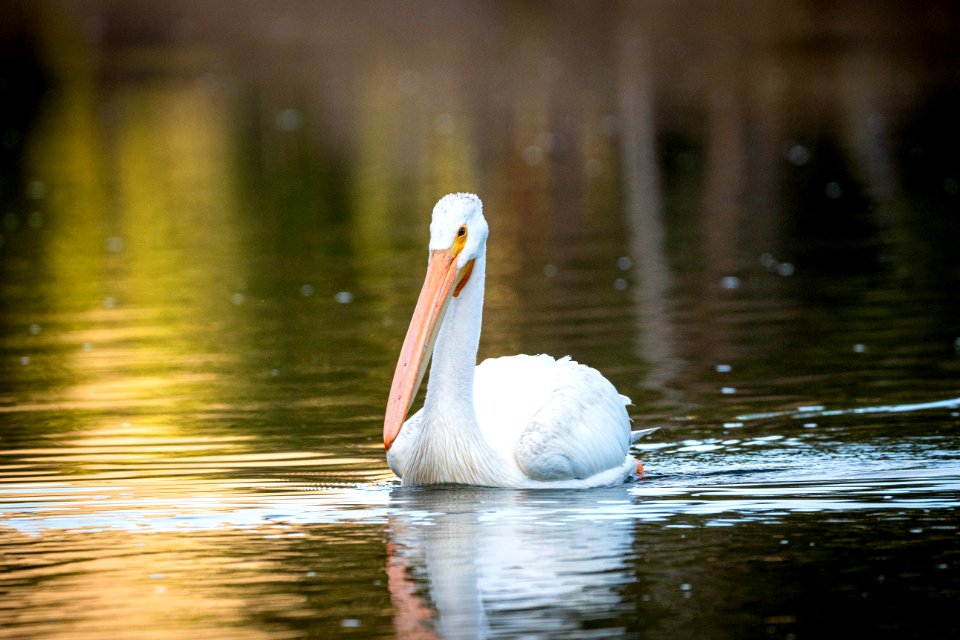 Pelican