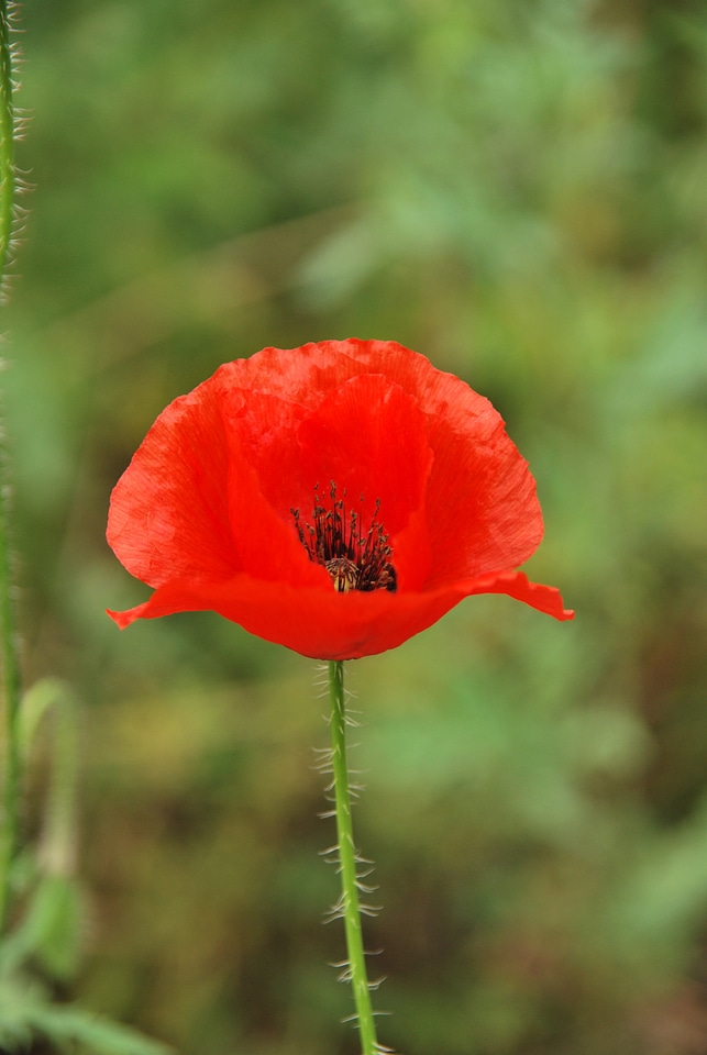 Nature poppy flower