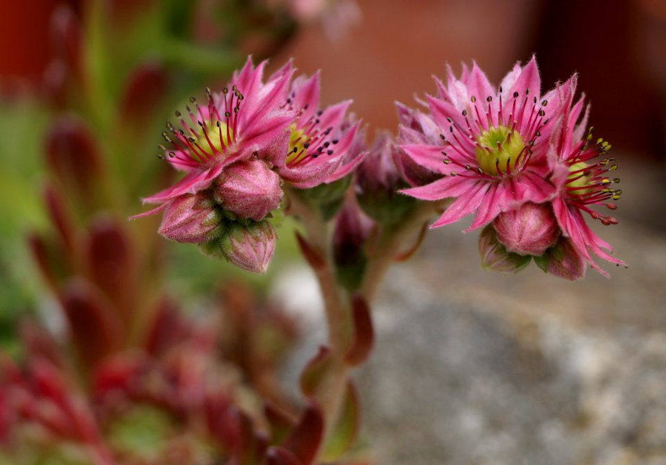 Sempervivums (house leek) flowers