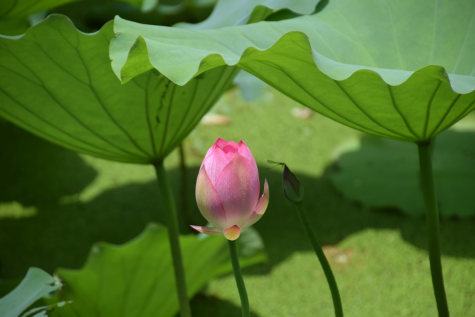 Lake water flower green lake