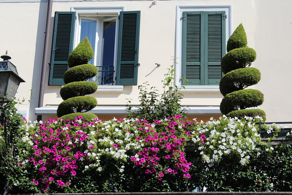 Ornamental plants windows facade