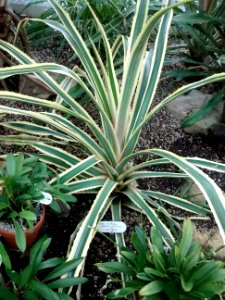 Botanical Garden