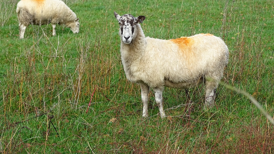 Livestock countryside grazing