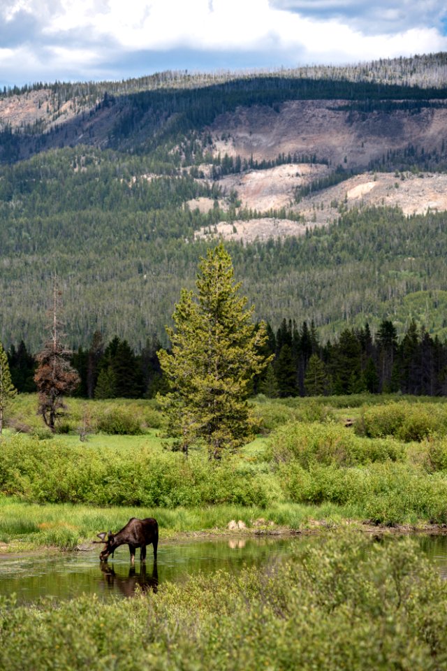 Bull Moose in the John D. Rockefeller, Jr. Memorial Parkway