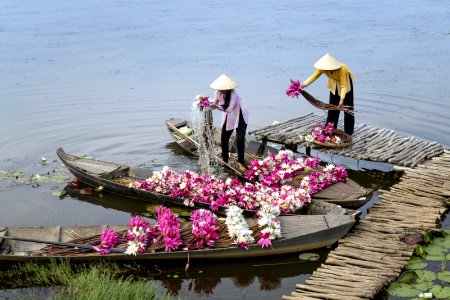 Collecting lotus flowers, Vietnam photo