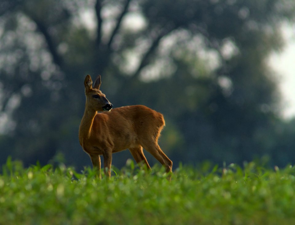  MG 9421-crop filtered