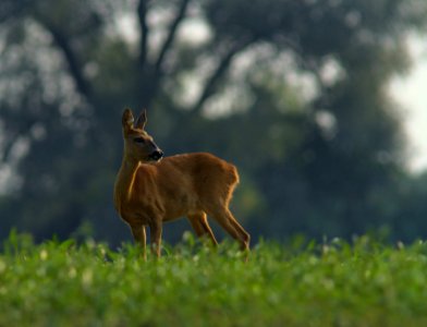  MG 9421-crop filtered