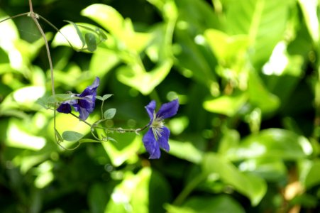 Clematis