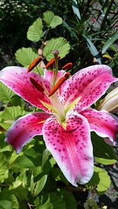 Garden lily flower plant