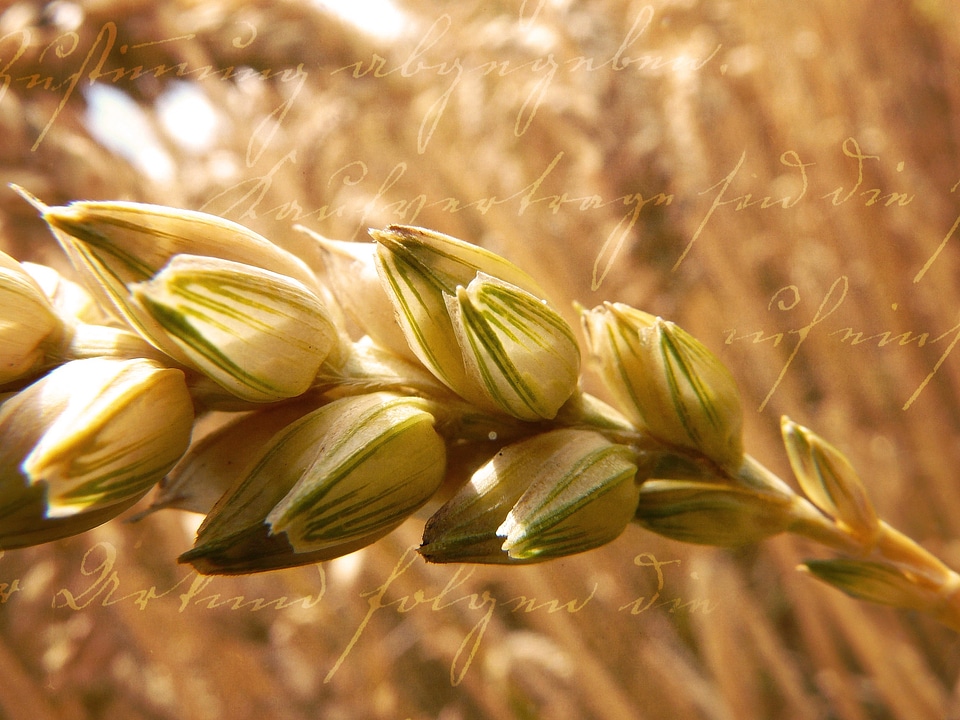 Plant cereals close up