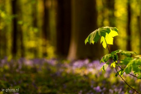 Hallerbos Belgium
