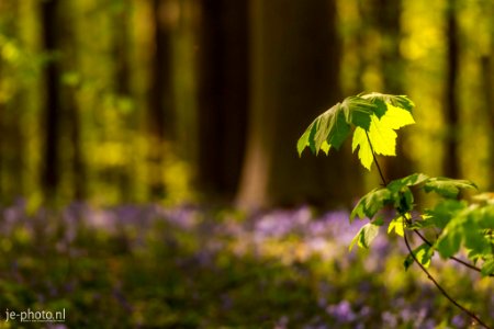 Hallerbos Belgium photo