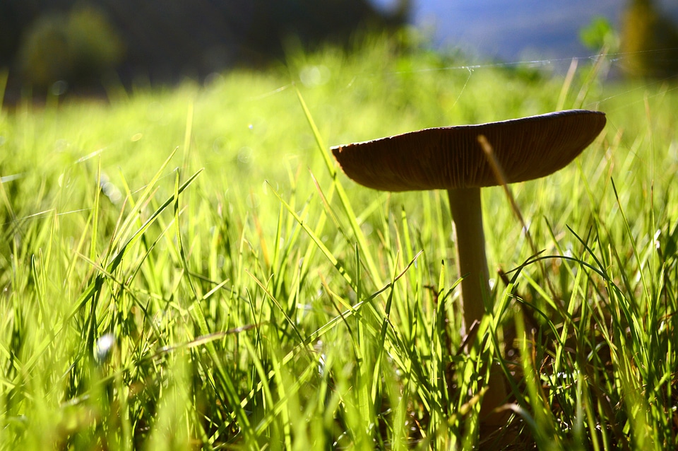 Garden background spring