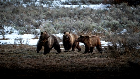 Grizzly Sow and Cubs