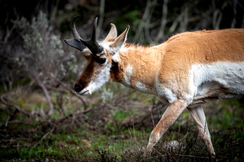 Pronghorn