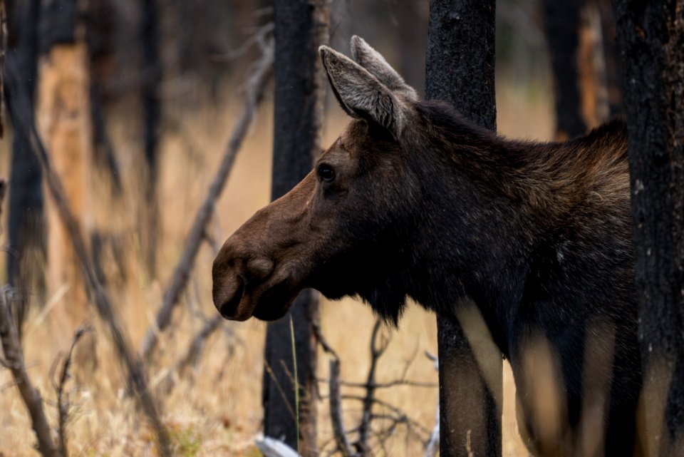 Cow Moose in Grassy Lake Fire Burn Area