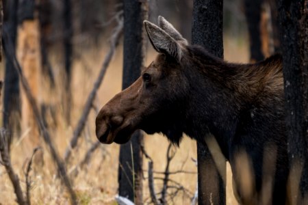 Cow Moose in Grassy Lake Fire Burn Area
