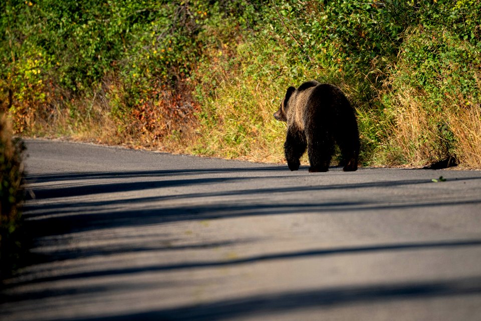 Grizzly on Moose-Wilson Road
