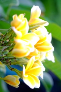 DSCF2290