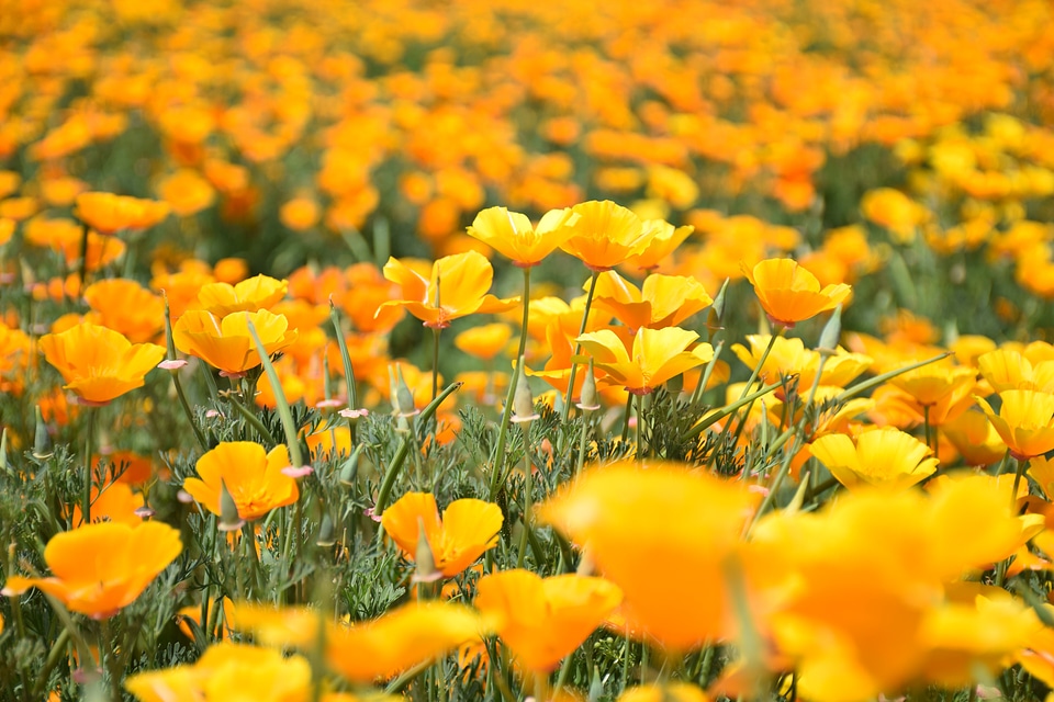 Flowering flower garden yellow flowers